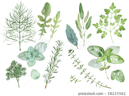 缅甸的一种草药植物在缅泰边境热销