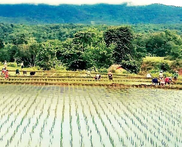 马奎省甘高县区初雨季节雨量稀少只能延后种植雨季稻