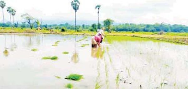 曼德勒省皎勃东县区望天田雨季水稻长势良好