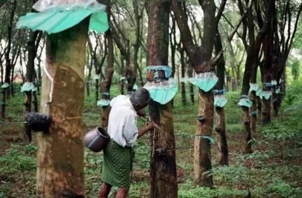 掸邦东部孟优地区橡胶种植已获成功
