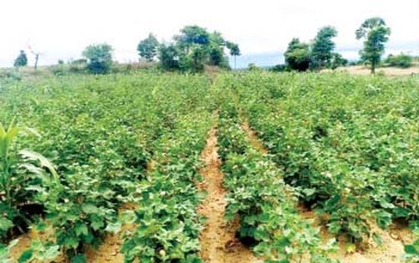 实皆省昌吴县区棉花种植情况