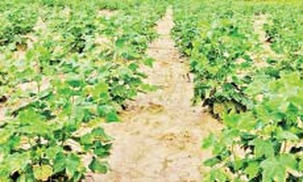 曼德勒省皎栖专区长绒棉种植情况