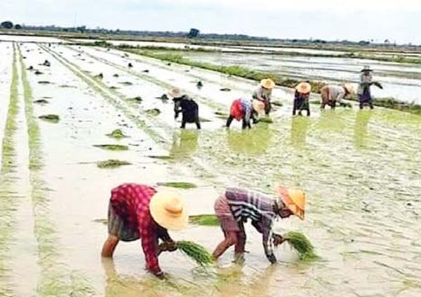 实皆省瑞帽县区为提高稻谷单位产量而进行努力