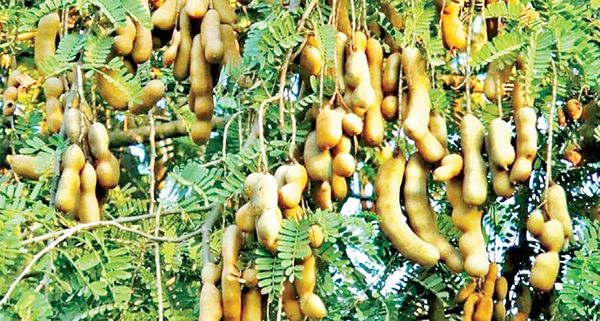 孟加拉国将购买缅甸出产的罗望果