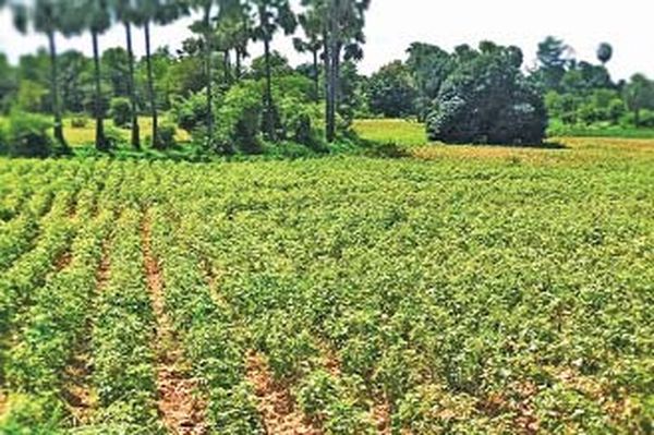 曼德勒省央米丁县区今年雨季长绒棉种植情况