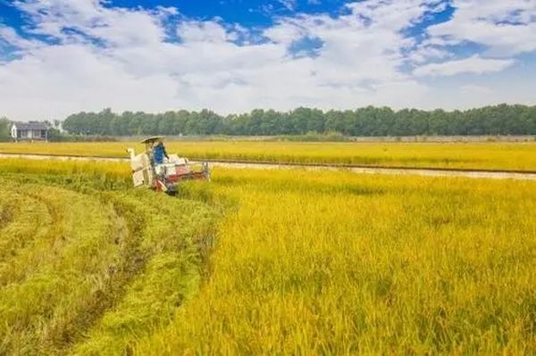 曼德勒省皎勃东县区开始收割雨季芝麻