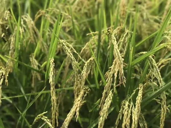 马奎省额别县区计划种植7000多英亩雨季稻