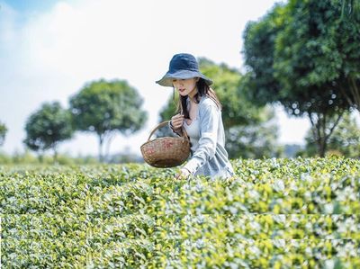别夏（朱徐佳）