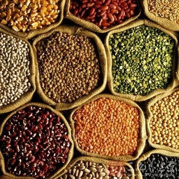 实皆省今年雨季已种植了97万英亩的各种豆类作物