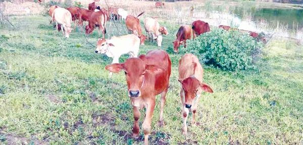 马奎省额别县区以“翠绿”扶贫计划帮助村民们发展饲养业