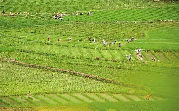 马奎省谬地县区种植了5万多英亩雨季稻