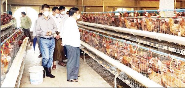 德林达依省首席部长视察丹老县区的农业及养殖业的生产情况