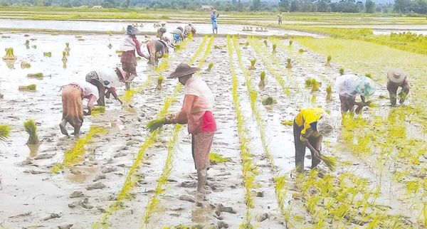 实皆省达木县区种植雨季稻近5万英亩超额完成种植计划