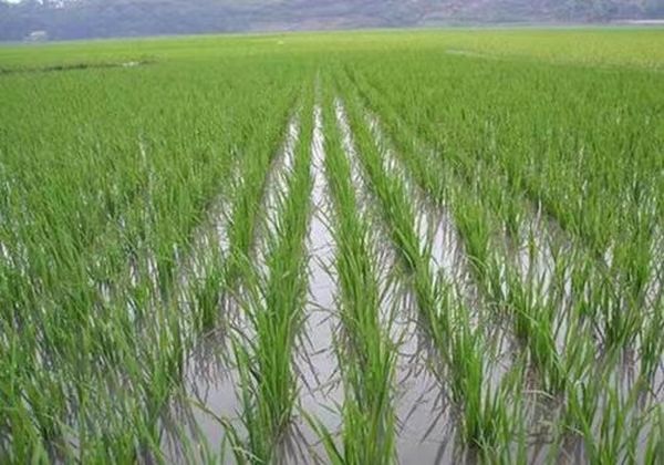 掸邦东部迈彬县区雨季稻种植情况