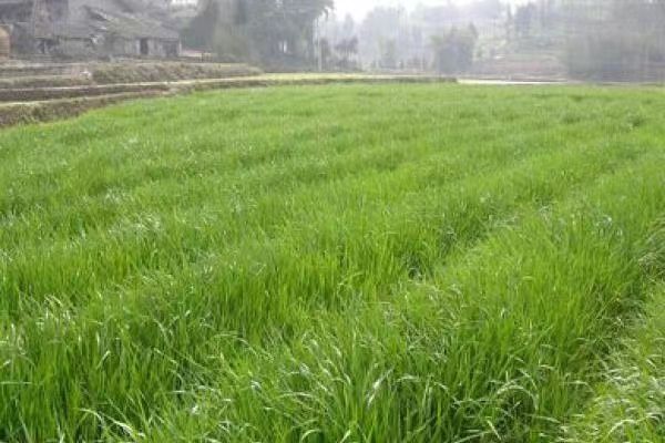 曼德勒省良吴地区大量种植牧草满足了牛饲料的需求