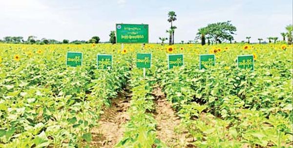 曼德勒省作为雨季作物准备种植4.8多万英亩向日葵