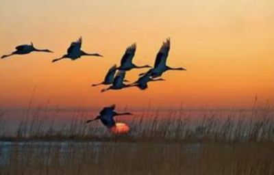 秋之愿(丛中草)