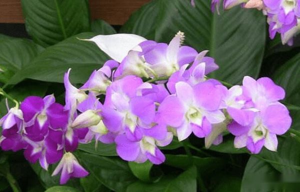 爱兰花的人（钟纯芳）