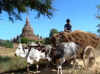 七绝‧西风瘦牛（晨阳、舒云）