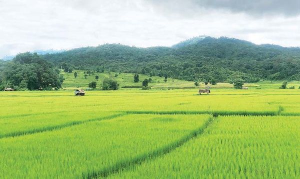 掸邦北部孟崖县区种植了5万多英亩的雨季作物