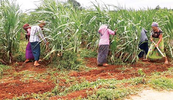 曼德勒省五县区种植了2.5万多英亩的甘蔗作物