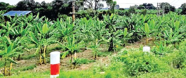 马奎省本漂县区香蕉种植丰收但农民们不曾获得好价钱