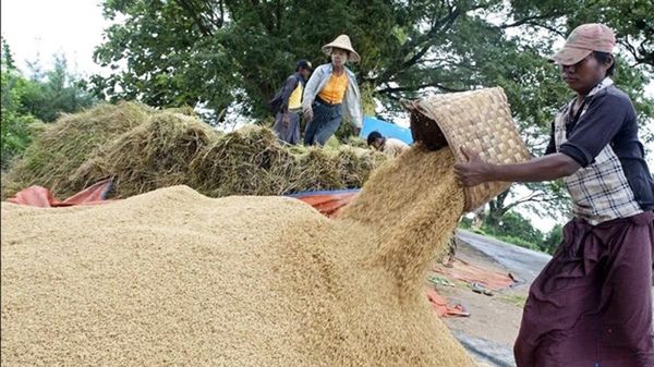 缅甸新规定的稻谷基本收购价与世界行情相比如何？