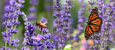 迷人的薰衣草（朱徐佳）