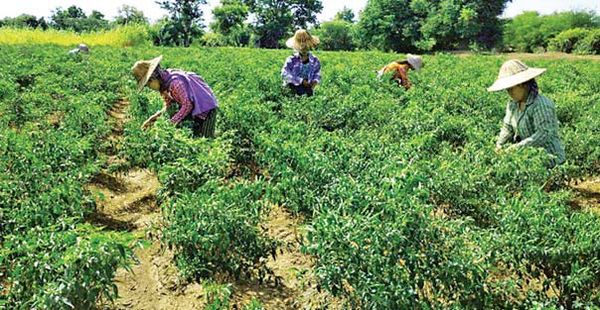 曼德勒省央米丁县区辣椒采用干燥器处理减低霉菌含有率