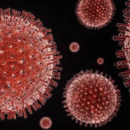 新蝙蝠病毒中有重要发现……