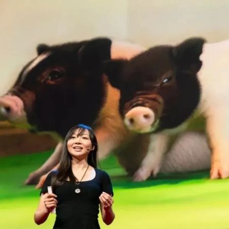 全球首例！美国医生成功将猪肾植入人体，揭秘背后的华人女科学家
