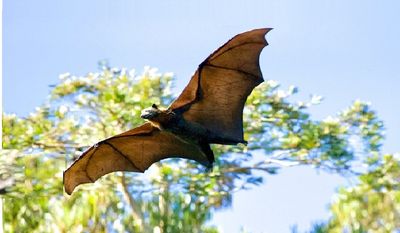 还我蝙蝠清白《万圣节 蝙蝠发表通告》（草蝶）