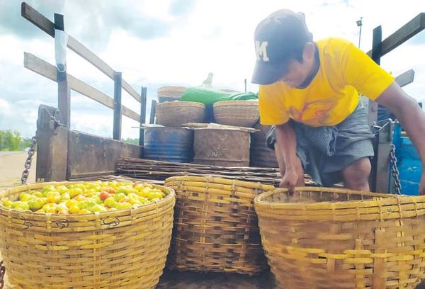 曼德勒省良吴县区番茄获得了好价钱