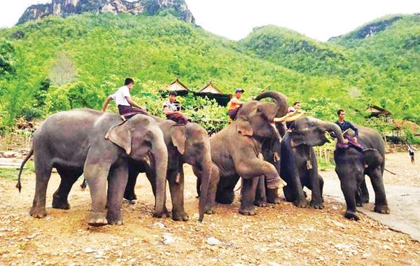 曼德勒省内一大象营地已在策划开发成为旅游休闲地
