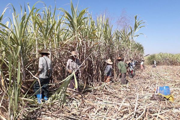 实皆省今年冬作物种植季节时将种植17万英亩甘蔗