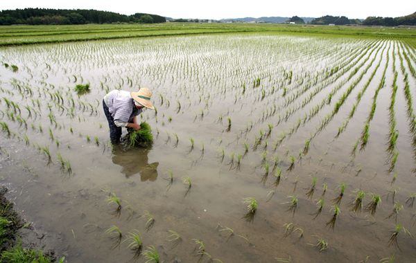 缅甸伊洛瓦底省壁榜专区稻谷种植情况