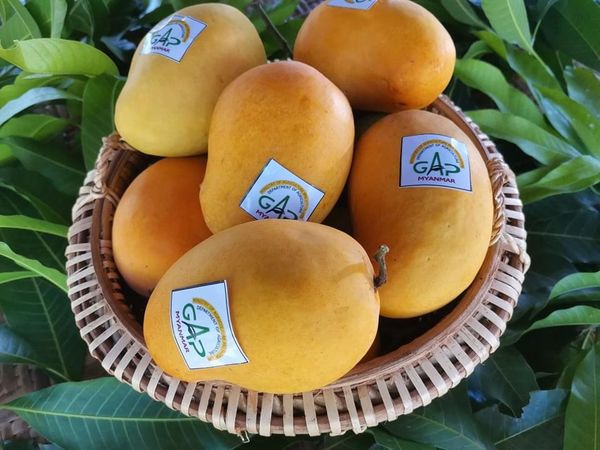 实皆省甘布鲁专区有27家芒果园获得了良好的农业规划GAP证书