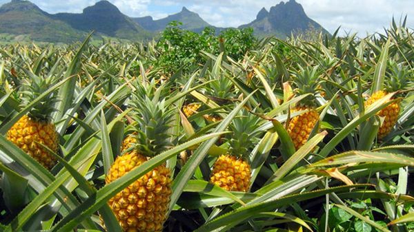 曼德勒省彬乌伦县区在山坡地区种植热带水果凤梨