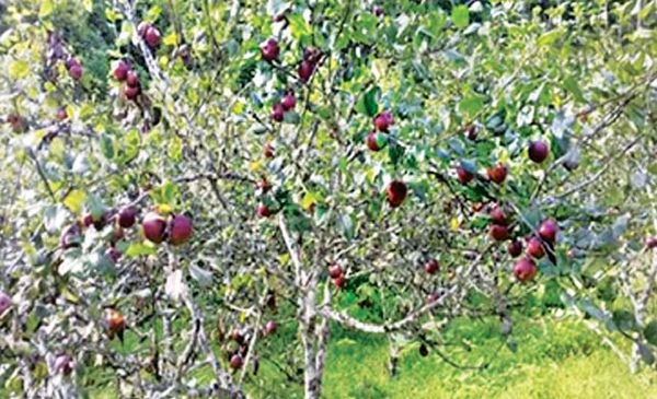 钦邦苹果将努力生产为增值产品