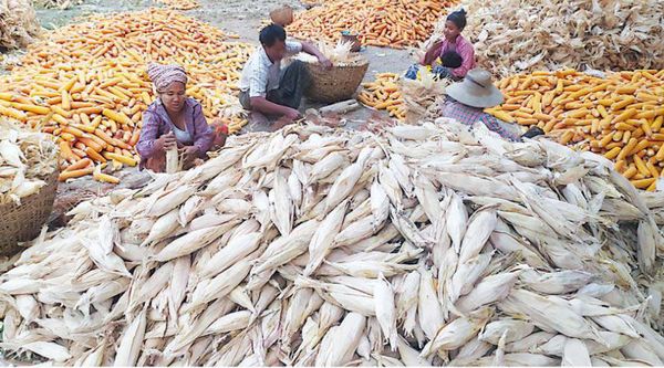 掸邦南部生产出来的玉米直接进入仰光市场