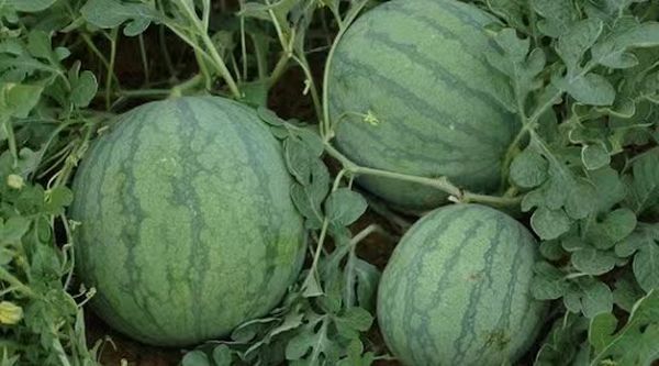 在国内市场上西瓜获得良好价钱瓜农们收益良好