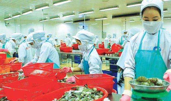 新财政年度头两个月缅甸虾类出口创汇1300万美元