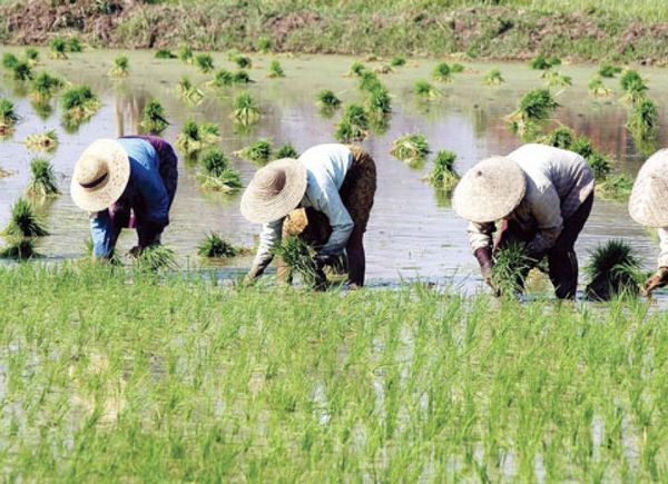 本财政年度内缅甸全国计划种植250万英亩夏季稻