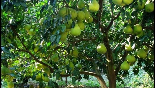 孟邦今年出产的柚子只能在本国内销售 缅华网