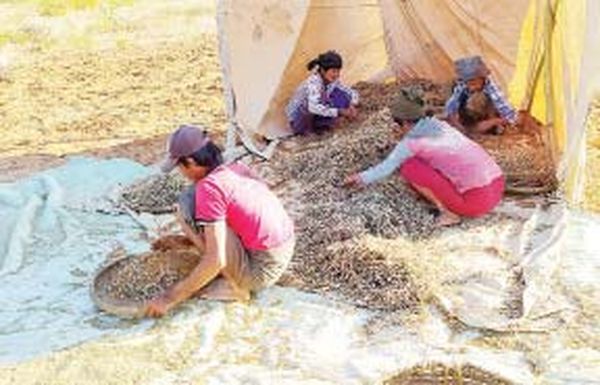 曼德勒省良吴县区木豆上市豆农们获得好价钱