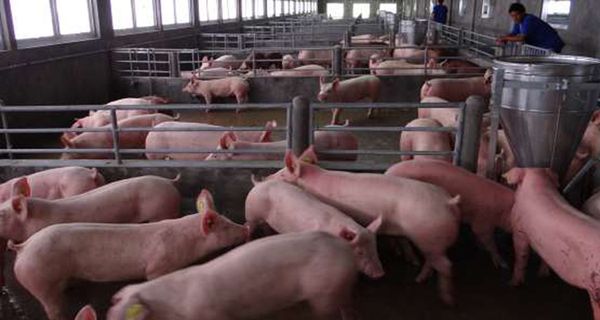 若开邦蓬纳遵镇出现猪圆环病毒