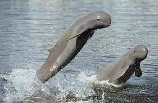 伊洛瓦底江豚在2020及2021两年内连续死亡9头