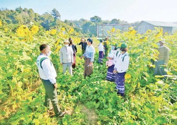 克钦邦茵都县区向农民们示范田间作物向日葵的种植情况