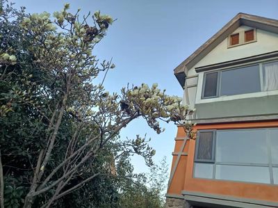 白玉兰 || 雾（肖介达）