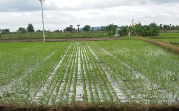 实皆省今年将规划种植40多万英亩夏季稻